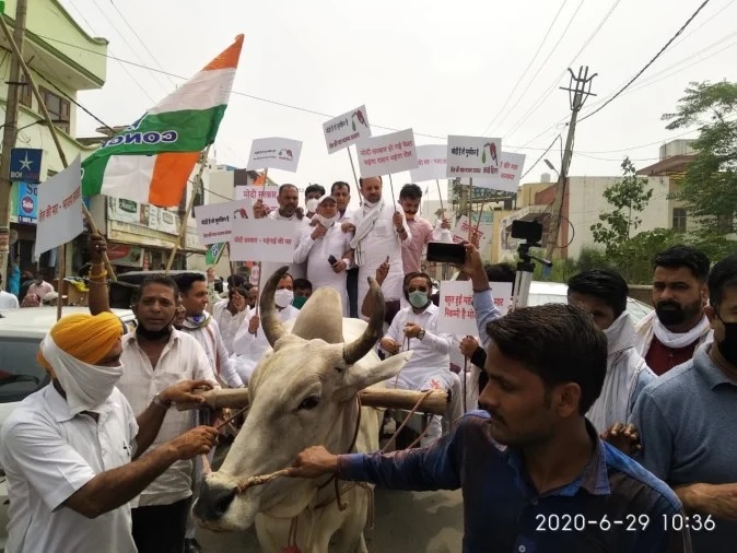 अंबाला : पेट्रोल-डीजल के बढ़ते दामों के विरोध में कांग्रेसियों ने चलाई बैलगाड़ी