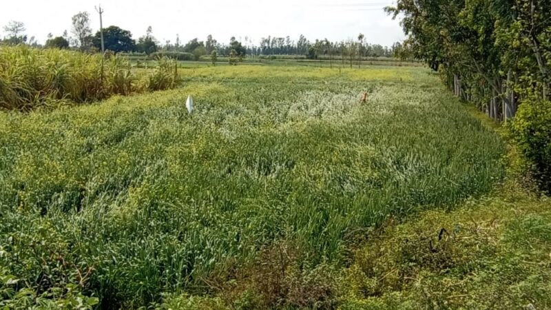 हसनपुर क्षेत्र में ओलावृष्टि से फसलें खराब, किसान चिंतित