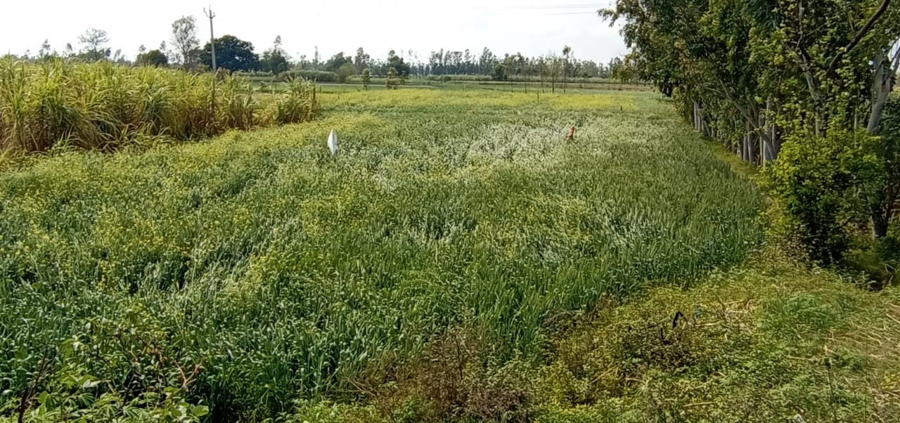 हसनपुर क्षेत्र में ओलावृष्टि से फसलें खराब, किसान चिंतित