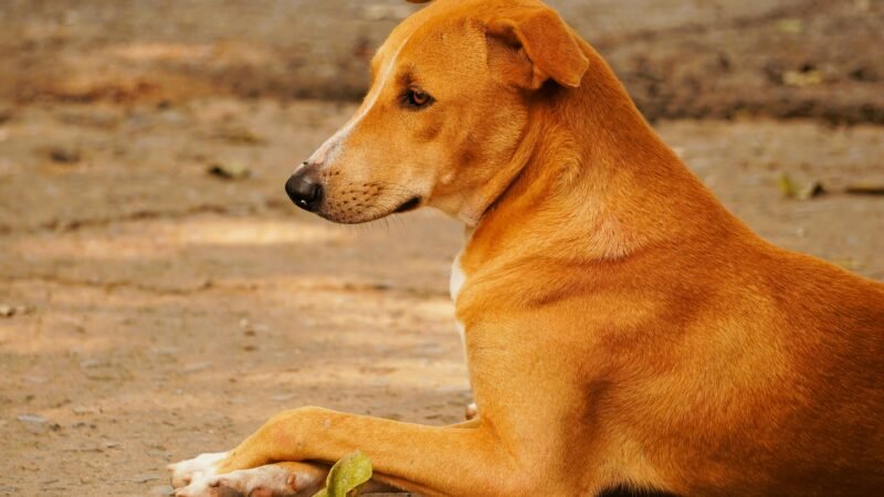 हरियाणा के सभी जिले और नगरपालिकाओं में आवारा कुत्तों की शिकायतों के लिए 24×7 हेल्पलाइन स्थापित होगी